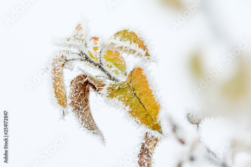 A detail picture of the frozen branch with a fresh green leaf on it. 