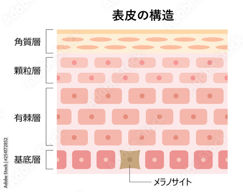表皮の構造　