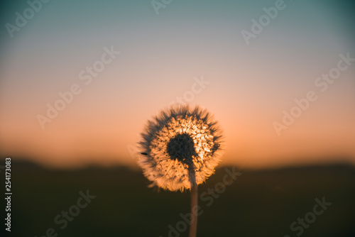 Sunset dandelion