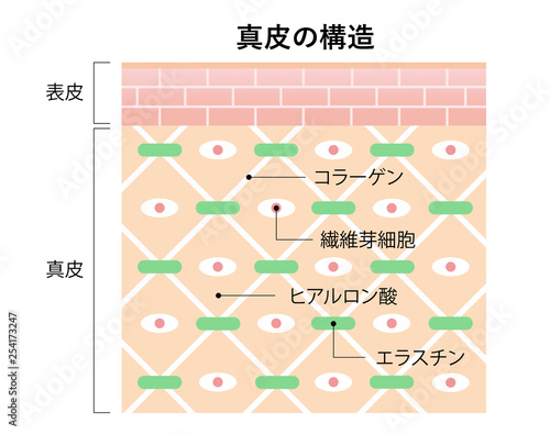 真皮の構造