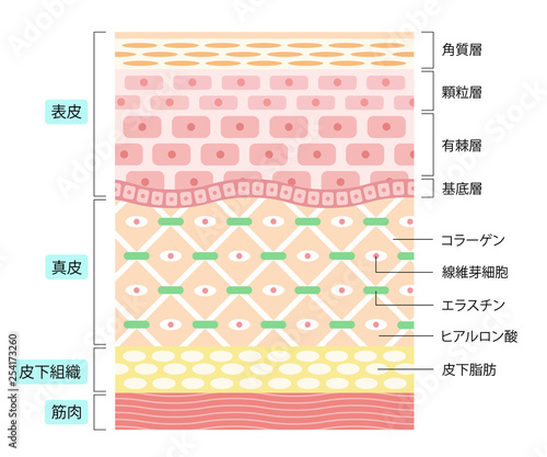 肌の構造