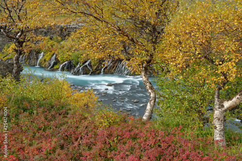 Birke  Betula  im Herbstkleid  Hraunafossar  Island