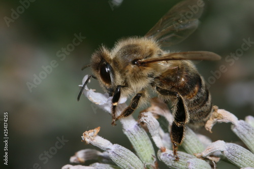 Biene bei der Arbeit © Klaus Neunstöcklin