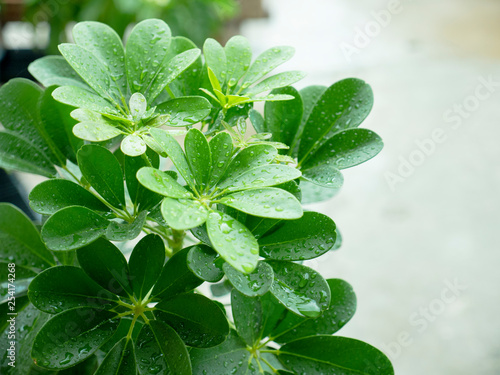 fresh mint leaves on green background