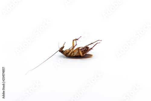 Cockroaches die from Bug Sprays isolate white background