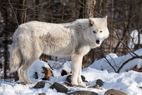 Arctic Wolf Watching