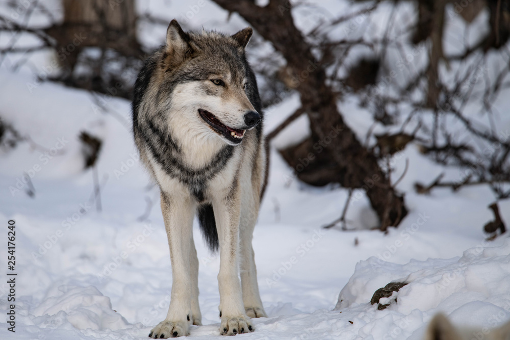 Naklejka premium Really I'm a Nice Guy