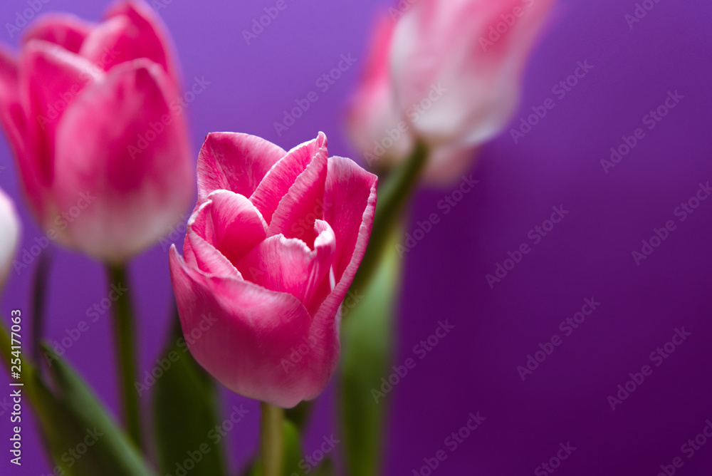 Pink tulips flowers on violet background, close up. Spring background for design. Women's day, Mother's day, Valentines day card Pink tulips flowers on violet background, close up. Spring background for design. Women's day, Mother's day, Valentines day card
