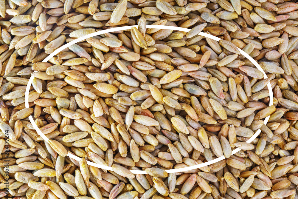 Wheat Grain Texture with White Oval Frame. Close Up Blank Background Wheat Grain Texture with White Oval Frame. Close Up Blank Background