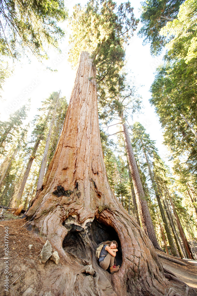 Hiker in Sequoia national park in California, USA Hiker in Sequoia national park in California, USA