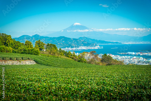 Landscape image of Mt. Fuji with green tea field at daytime in Shizuoka, Japan.