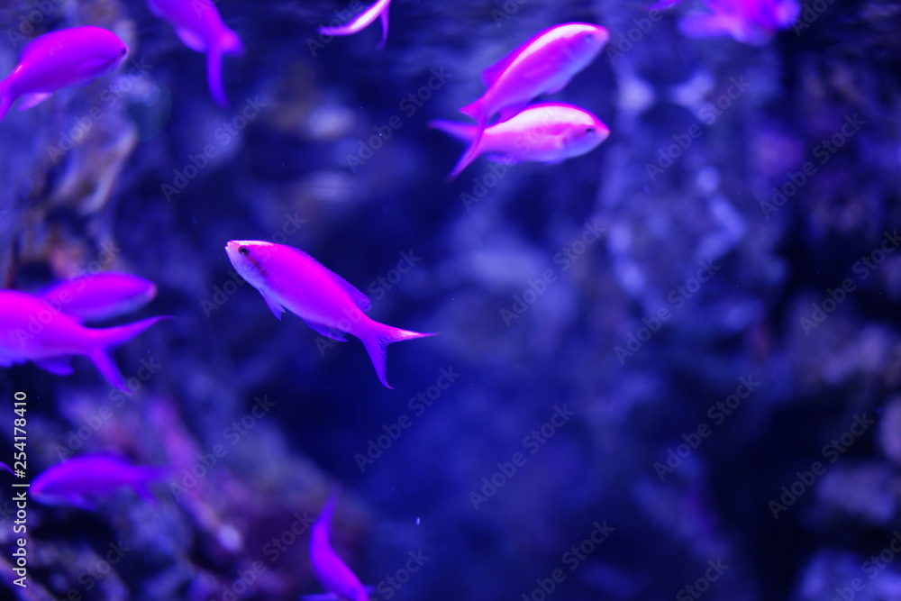 水族館の魚やペンギン 水族館の魚やペンギン