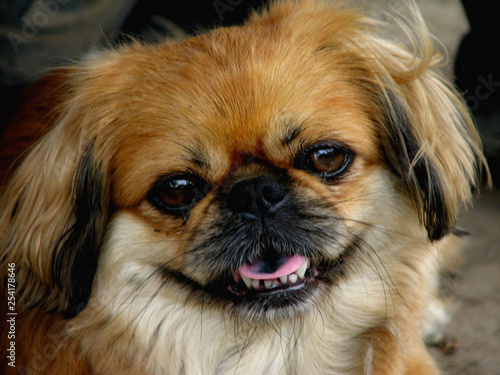 Photography Face of pekingese dog,  close-up