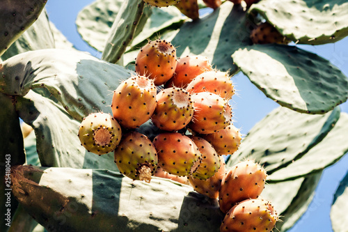 Fruits of Prickly pear cactus with fruits also known as Opuntia  ficus-indica  Indian fig opuntia in the seacoast of Taormina  Sicily  Italy.