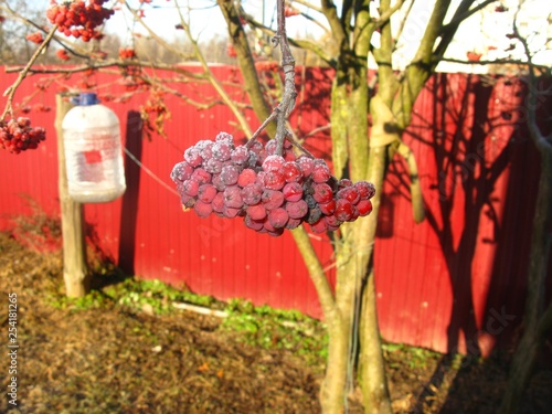 bunch of red Rowan berries in the frost