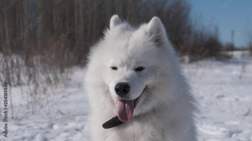 Portrait beautiful white samoyed dog in winter park, slow motion Portrait beautiful white samoyed dog in winter park, slow motion