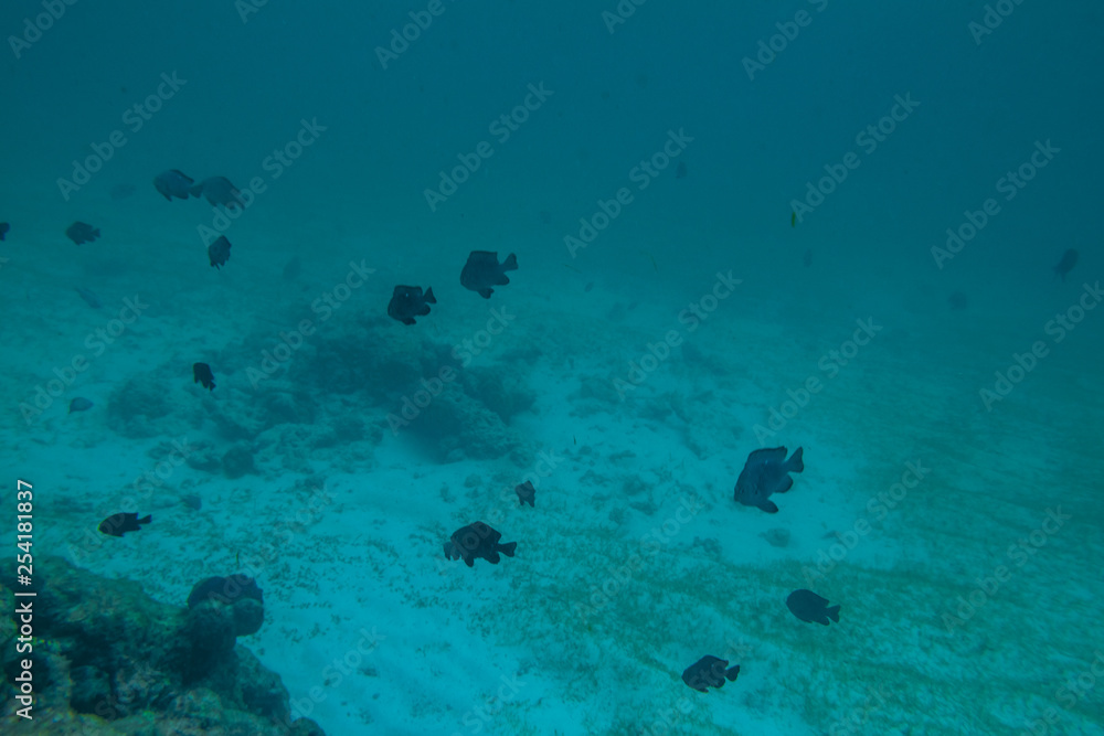Diving in the Maldives with corals and fish Diving in the Maldives with corals and fish