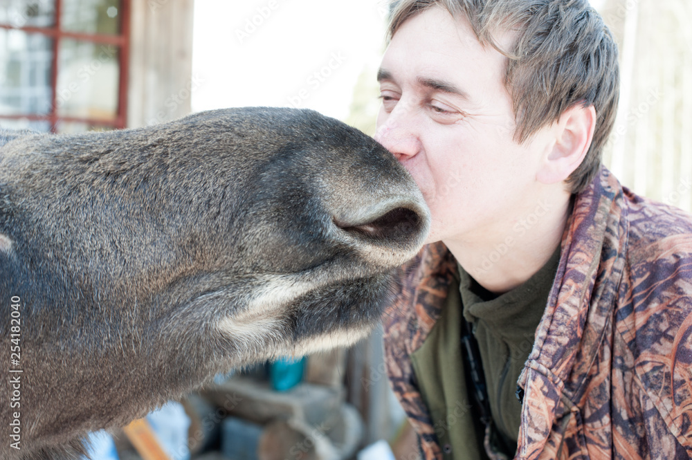 Obraz premium Closeup of a man kissing a moose