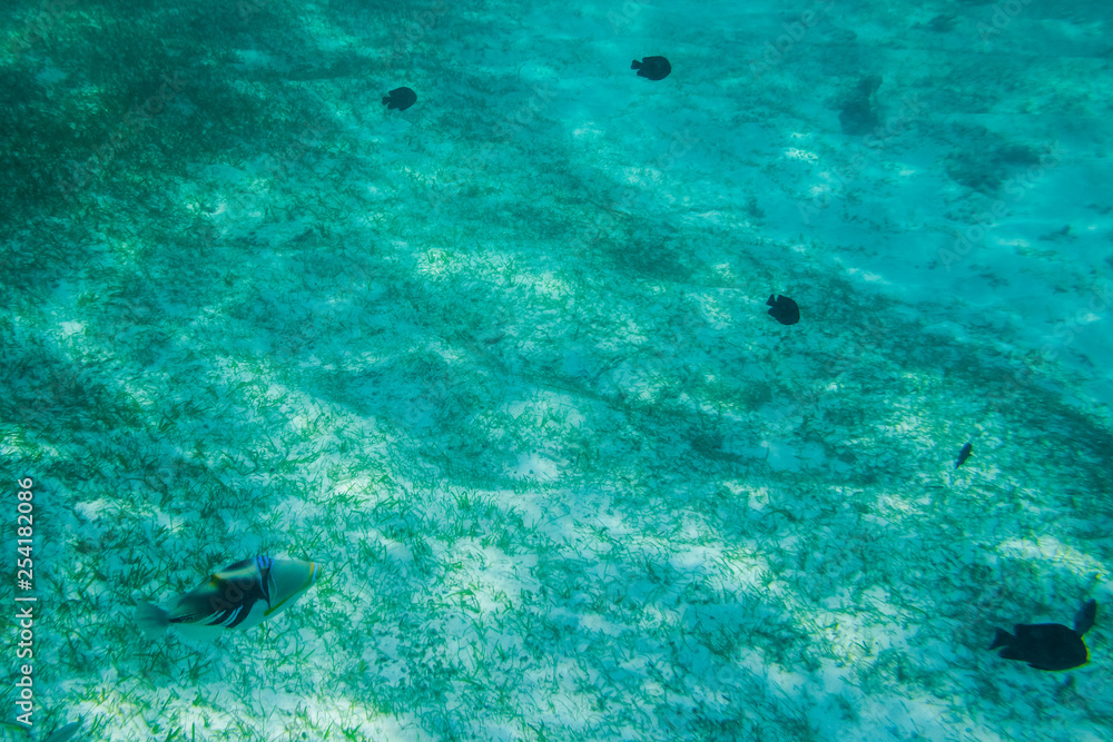Diving in the Maldives with corals and fish Diving in the Maldives with corals and fish
