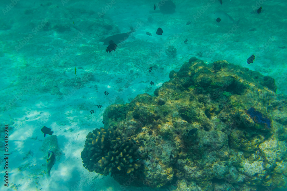 Fototapeta premium Diving in the Maldives with corals and fish