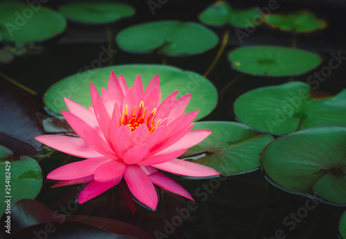 pink lotus flower in pond. aquatic water lily nature flower background.