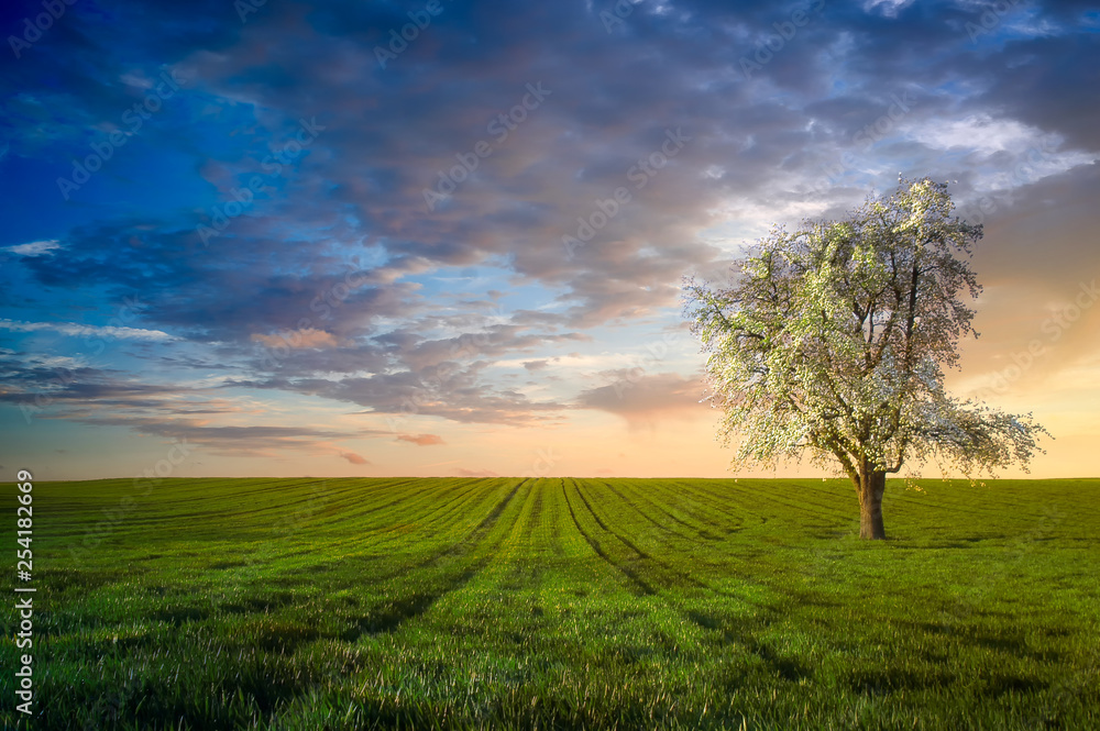 Fototapeta premium A cherry tree blossoms in a green wheat field as the Sunsets 