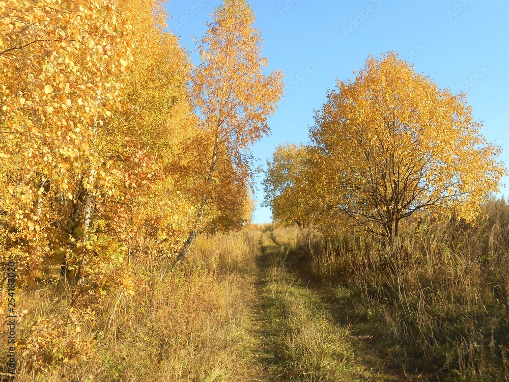 Landscape in the field with road and trees with golden foliage on the sides.