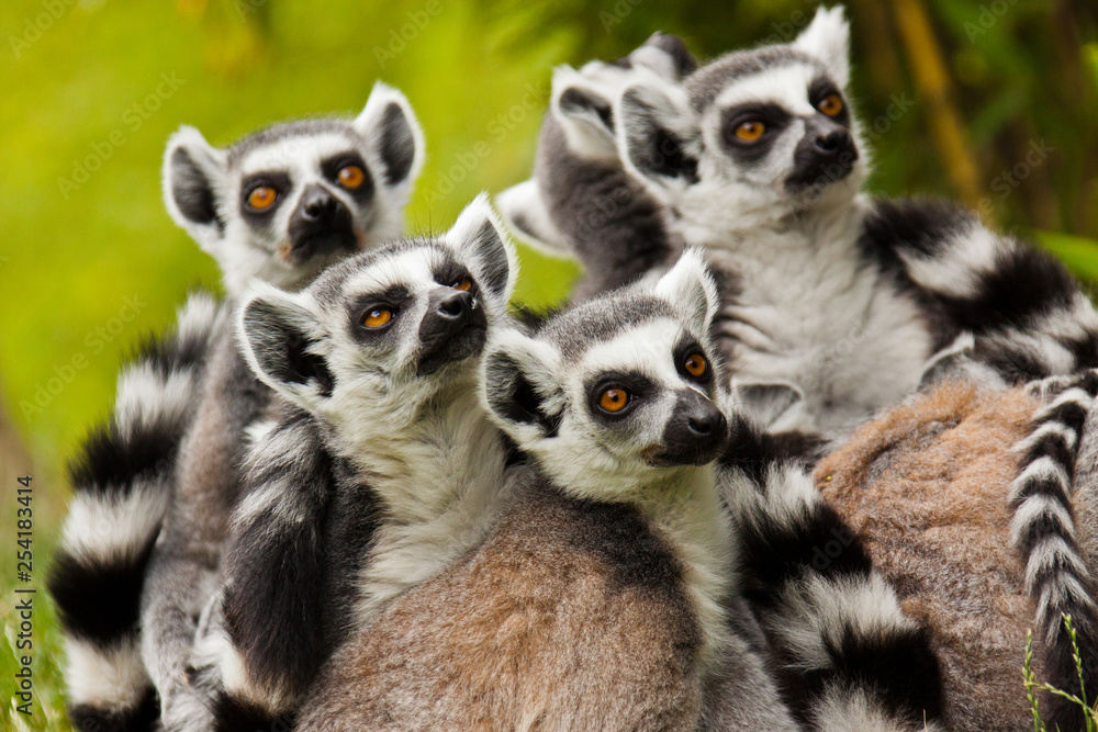 Fototapeta premium Katta (Lemur catta)