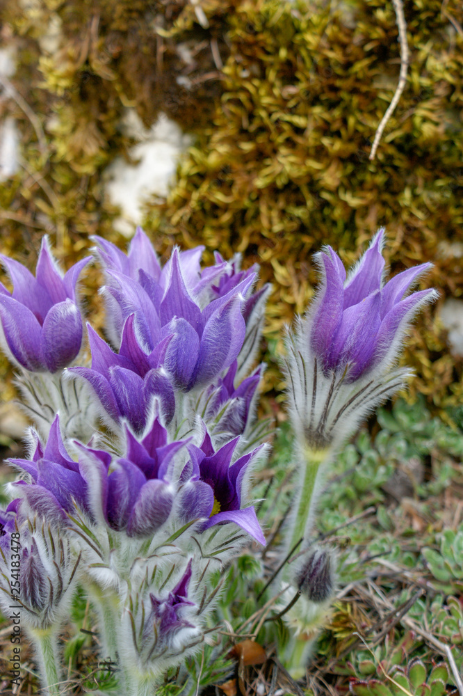Crocus vernus, Frühlings-Krokus, Oster Blumen Crocus vernus, Frühlings-Krokus, Oster Blumen