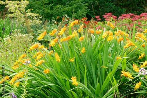 Crocosmia.