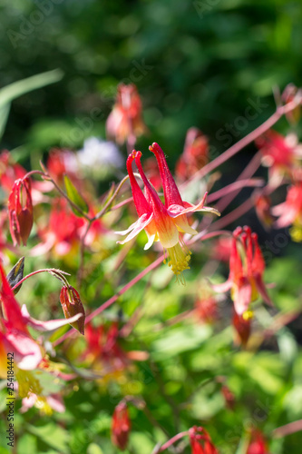 Red Columbine Flowers