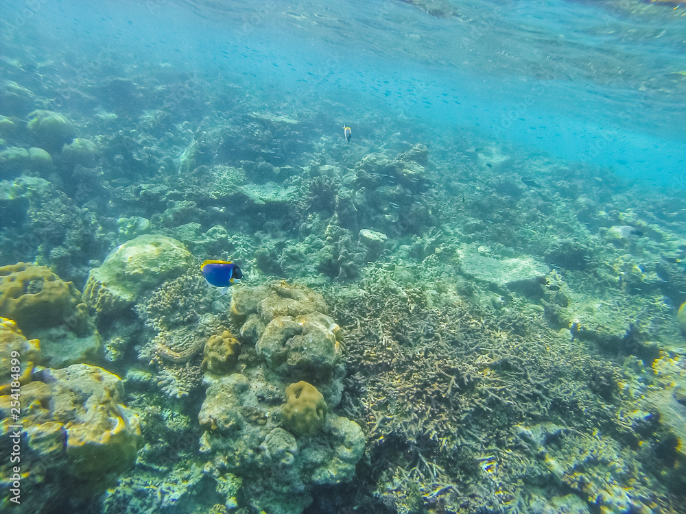 Diving in the Maldives with corals and fish