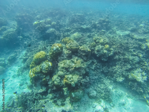 Fototapeta Naklejka Na Ścianę i Meble -  Diving in the Maldives with corals and fish