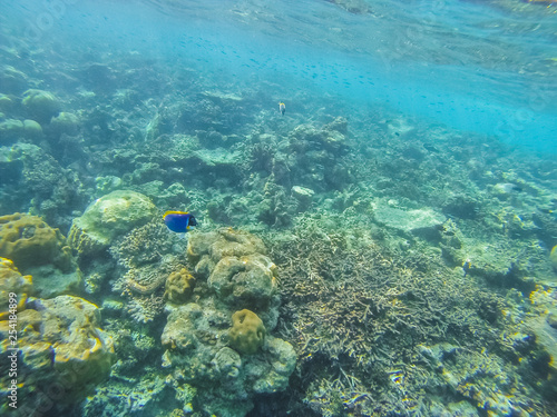 Diving in the Maldives with corals and fish