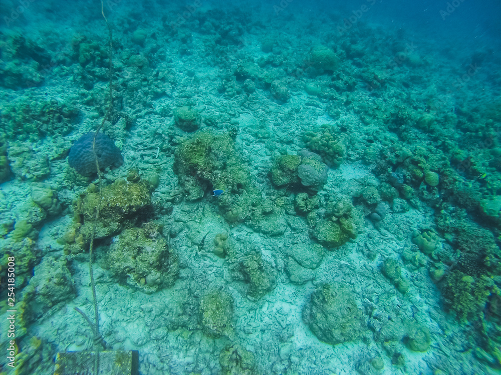 Diving in the Maldives with corals and fish