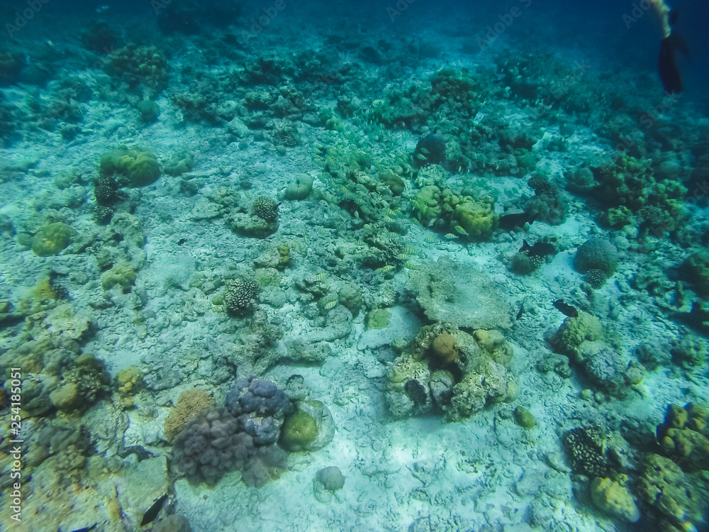 Diving in the Maldives with corals and fish Diving in the Maldives with corals and fish