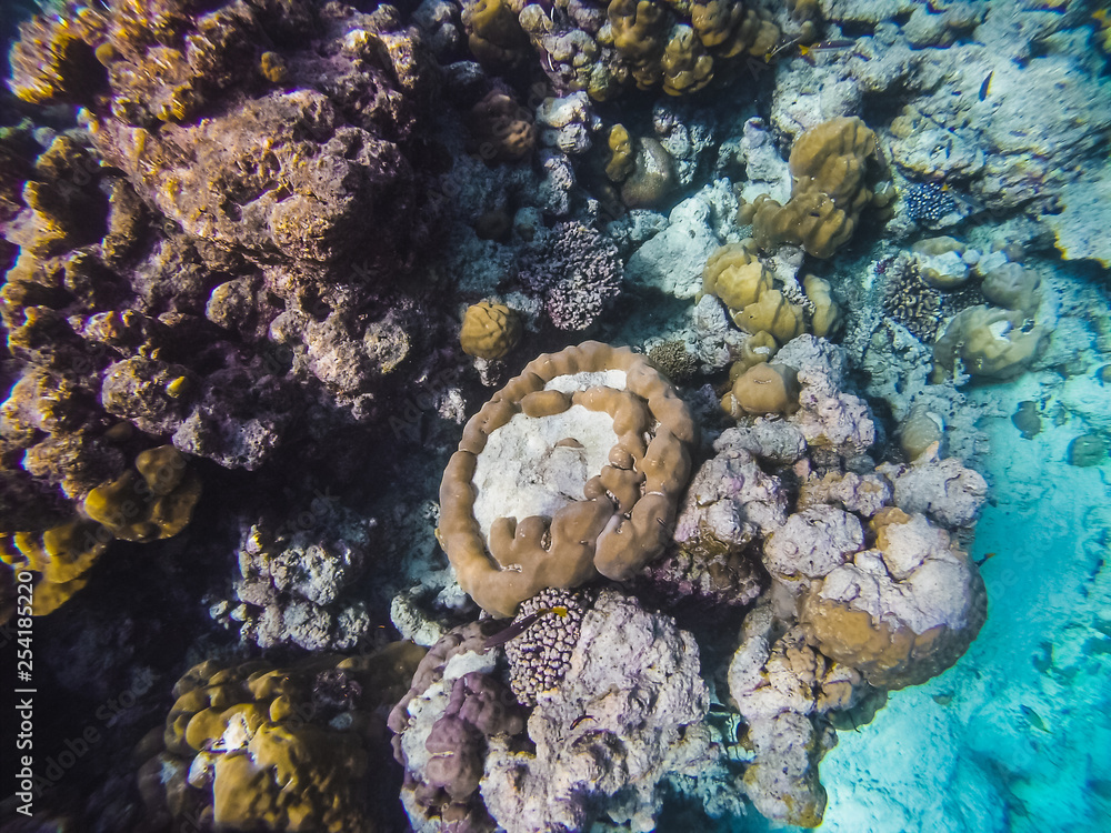Fototapeta premium Diving in the Maldives with corals and fish