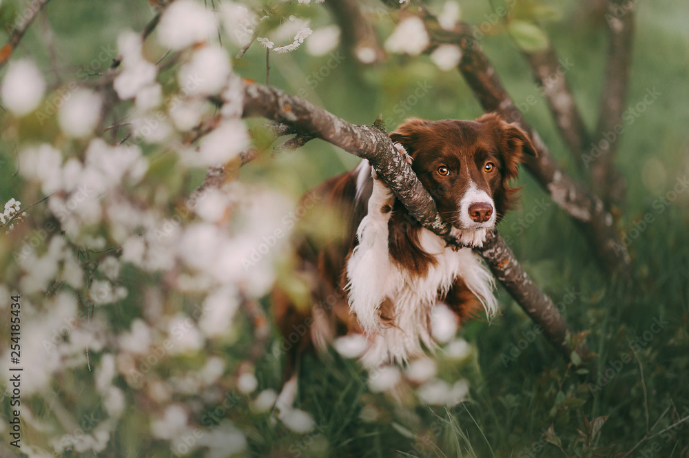 Obraz premium Border Collie dog portrait with flowering trees on background