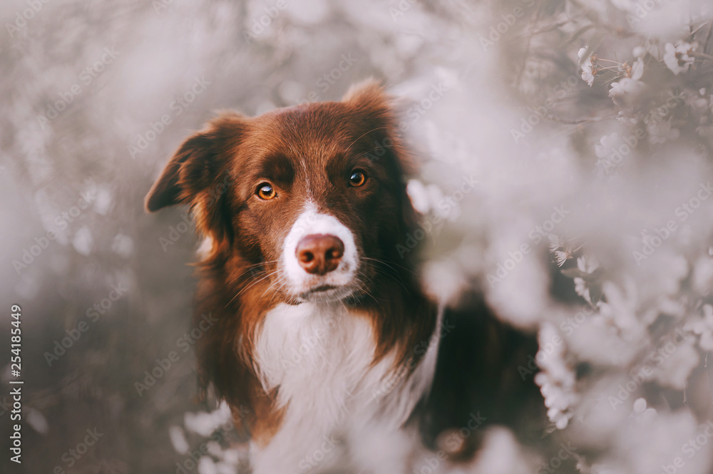 Border Collie dog portrait with flowering trees on background Border Collie dog portrait with flowering trees on background