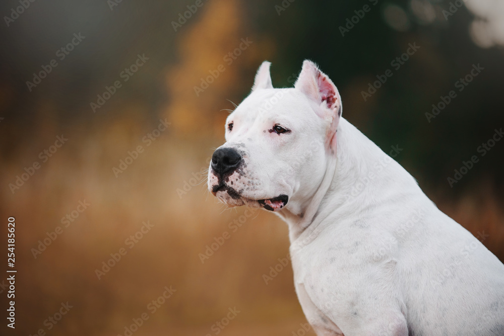 Dogo Argentino dog portrait on autumn background