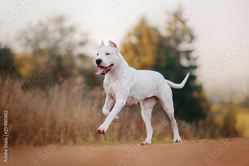 Dogo Argentino is running on autumn background