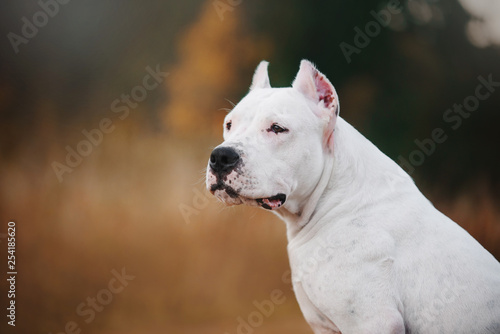 Dogo Argentino dog portrait on autumn background © tyurina