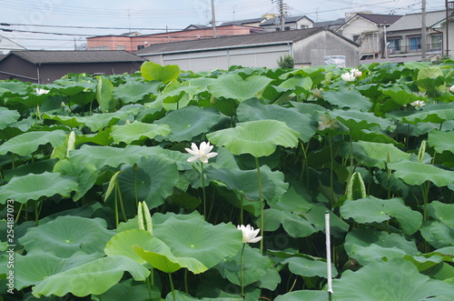 日本　門真市　蓮畑　蓮 photo