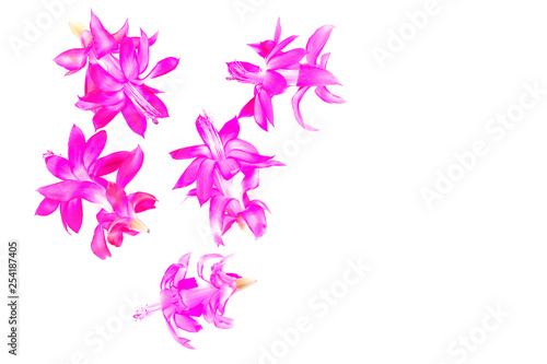 Bright violet pink Schlumberger flowers  Christmas cactus ripsalidopsis isolated on white background
