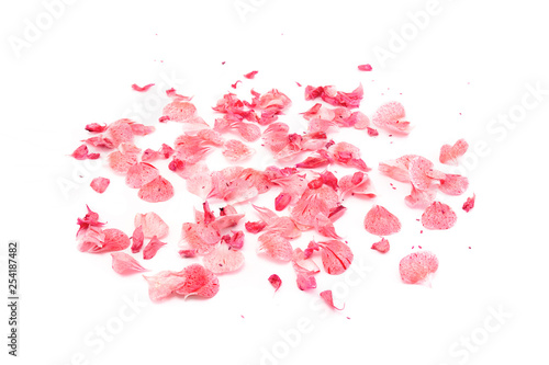 fallen pink red petals of a geranium plant isolated on a white background. Wallpaper