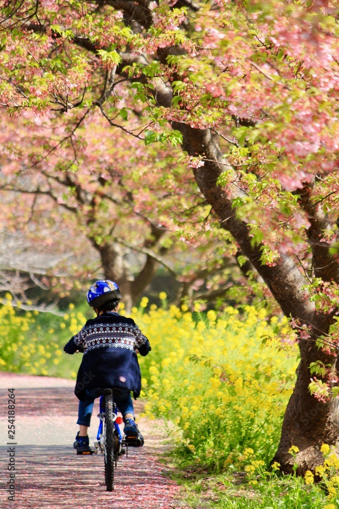 Obraz premium 南伊豆 桜のじゅうたんをサイクリング