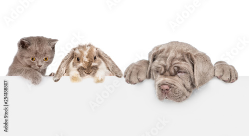 Cat dog and rabbit over empty white banner. isolated on white background. Space for text