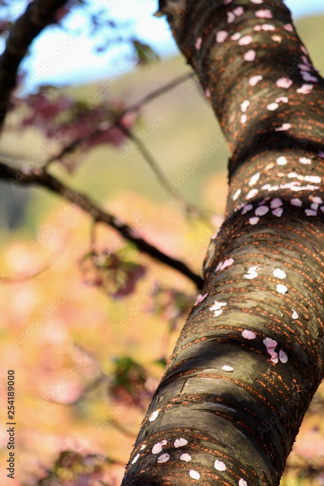 散り際の桜たち 散り際の桜たち