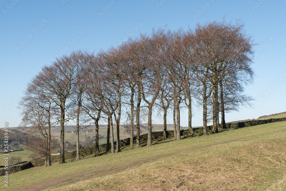 Twenty Trees at Hayfield in the Peak District National Park Twenty Trees at Hayfield in the Peak District National Park