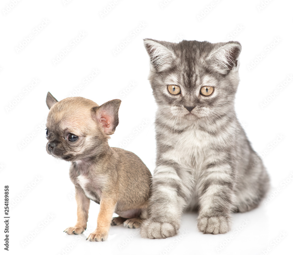 Tabby kitten and chihuahua puppy sitting together. Isolated on white background Tabby kitten and chihuahua puppy sitting together. Isolated on white background